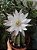 20 Sementes de cactos echinopsis subdenudata + manual - Imagem 1