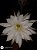 20 Sementes de cactos echinopsis subdenudata + manual - Imagem 4