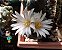 10 sementes lophophora koehresii + manual + brinde - Imagem 2