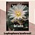 10 sementes lophophora koehresii + manual + brinde - Imagem 1
