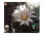 10 sementes lophophora koehresii + manual + brinde - Imagem 3