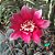Sementes de cactos gymnocalycium + manual para plantio - Imagem 6