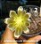 Sementes de cactos gymnocalycium + manual para plantio - Imagem 4