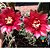 Sementes de cactos gymnocalycium + manual para plantio - Imagem 5