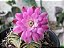 Sementes de cactos gymnocalycium  mix + manual - Imagem 10