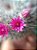 30 sementes de mammillaria hahniana  + manual para plantio - Imagem 2