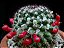 30 sementes de mammillaria mammillaris + manual para plantio - Imagem 3