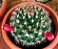 30 sementes de mammillaria mammillaris + manual para plantio - Imagem 4