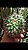 01 Mammillaria mammillaris adulta (já florindo) + brinde surpresa - Imagem 1