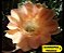 20 Sementes de cactos echinopsis mix + manual - Imagem 3