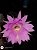 20 Sementes de cactos echinopsis mix + manual - Imagem 2
