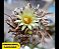 20 Sementes de Cactos Turbinicarpus Híbrido | Mix Exclusivo, Plantio Fácil, Fotos das Matrizes - Imagem 1