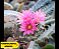 20 Sementes de Cactos Turbinicarpus Híbrido | Mix Exclusivo, Plantio Fácil, Fotos das Matrizes - Imagem 6