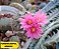 20 Sementes de Cactos Turbinicarpus Híbrido | Mix Exclusivo, Plantio Fácil, Fotos das Matrizes - Imagem 7