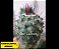 20 Sementes de Cactos Turbinicarpus Híbrido | Mix Exclusivo, Plantio Fácil, Fotos das Matrizes - Imagem 8