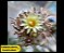 20 Sementes de Cactos Turbinicarpus Híbrido | Mix Exclusivo, Plantio Fácil, Fotos das Matrizes - Imagem 3