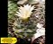20 Sementes de Cactos Turbinicarpus Híbrido | Mix Exclusivo, Plantio Fácil, Fotos das Matrizes - Imagem 4