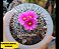 20 Sementes de Cactos Turbinicarpus Híbrido | Mix Exclusivo, Plantio Fácil, Fotos das Matrizes - Imagem 5