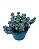 Suculenta no vaso - Imagem 1