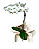 Orquídea branca - Imagem 1
