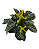 Aphelandra squarrosa no vaso - Imagem 2