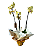 Orquídea amarela - Imagem 1