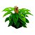 Monstera Adansonii - Imagem 1