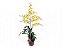 Orquídea Oncidium Aloha - Amarela - Imagem 1