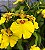 Orquídea Oncidium Aloha - Amarela - Imagem 2