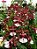 Orquídea Oncidium Sharry Baby - Chocolate - Imagem 2