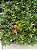 Mini Ixora Vermelha - Caixa com 15 unidades - Imagem 2