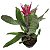 Bromélia Aequimea Rosa - Pote 17 cm - Imagem 1