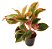 Aglaonema Creta - Pote 12 - Imagem 1