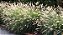Capim do Texas - Verde - Imagem 2