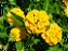 Lantana Amarela - Caixa com 15 unidades - Imagem 2