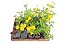 Lantana Amarela - Caixa com 15 unidades - Imagem 1