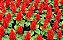 Salvia Anã - Imagem 2