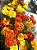 Tagetes Anão - Caixa com 15 unidades - Imagem 2