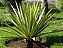 Agave Variegata / Furcréia - Imagem 2
