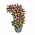 Dracena Baby - Imagem 1