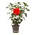 Hibisco - Imagem 1