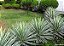 Agave Angustifolia ou Piteira do Caribe - Imagem 3
