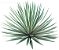 Agave Angustifolia ou Piteira do Caribe - Imagem 2