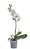 Orquídea Phalaenopsis - Imagem 3