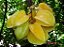 Carambola - Imagem 3