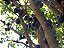 Jabuticaba - Imagem 3