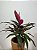 Dracena Vermelha ou Cordyline - Imagem 2