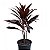 Dracena Vermelha ou Cordyline - Imagem 1