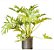 Philodendron Costelinha / Guaimbê - Imagem 1