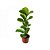 Ficus Lyrata - Imagem 1